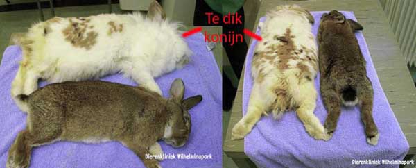Een voorbeeld van een te dik konijn, deze had ook oxalaten in de blaas van teveel biks eten. Het woog 3,95 kg. Een normaal konijn van die grootte weegt 2 kg. Het andere konijn weegt 1,9 kg.